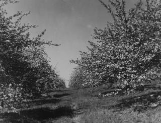 Virginia apple orchard, ca. 1938