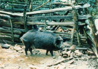 European wild boar