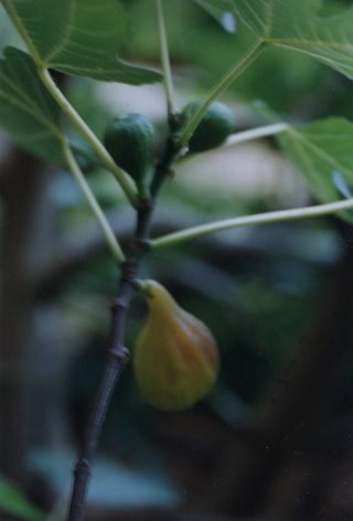 Ripening fig