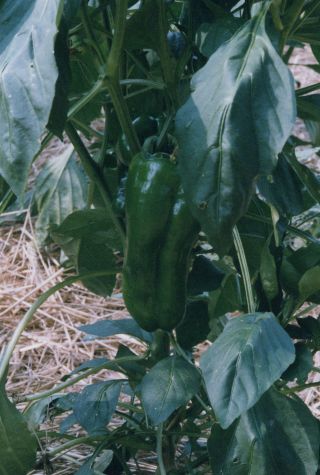 Green peppers