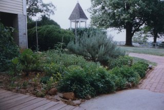 Looking out the kitchen door