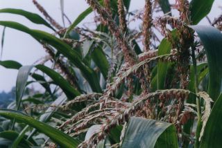 Corn tassel