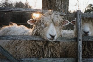 Leicester Longwool Sheep