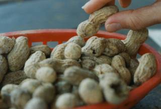 Roasted peanuts