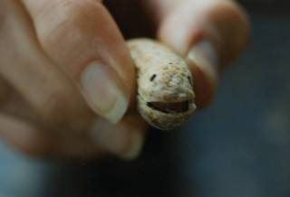 Roasted peanut