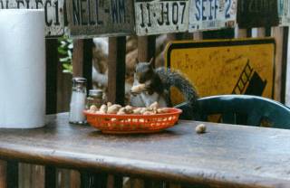 Thieving squirrel