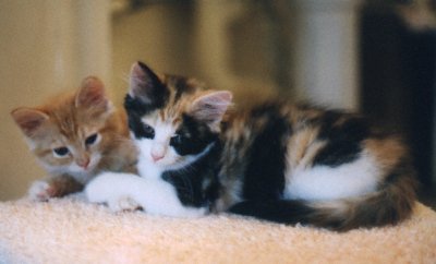 Dandylion and Sassyfras