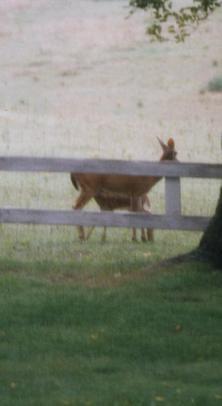 Doe and fawn