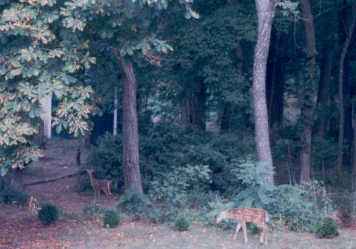 Deer on the front hill