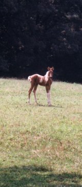 The foal