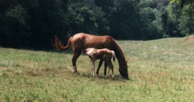 Foal nursing