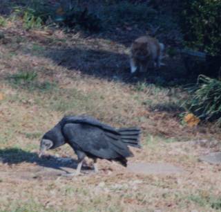 T. J. and the Vulture