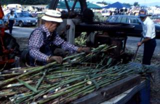 Milling the sorghum canes