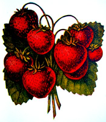 Strawberries
