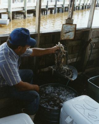 Calabash shrimp
