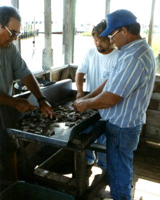 Calabash shrimp