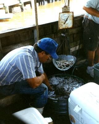Calabash shrimp