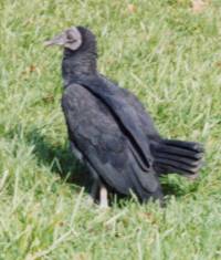 Black Vulture (Coragyps atratus)
